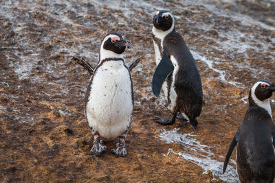 African penguins at seaforth beach colony in cape town, south africa