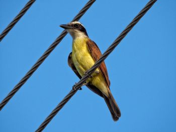 Low angle view of bird perching against clear blue sky