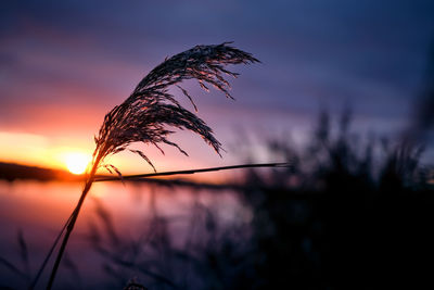 Close-up of silhouette plant against sky during sunset