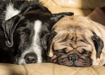 Close-up of dog sleeping