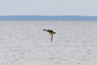 Seagull flying over sea against sky