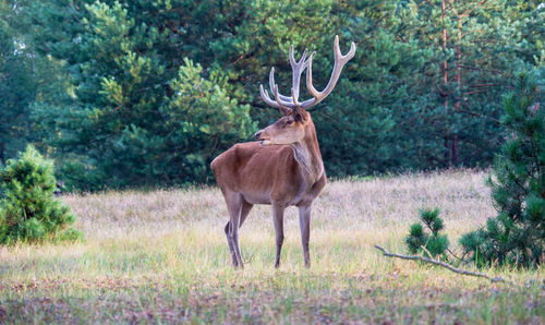 A strong red deer stands in a clearing in the forest