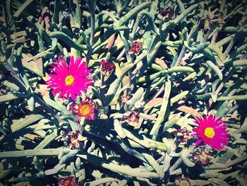 High angle view of bee on flowers