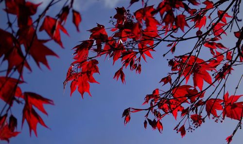 Low angle view of autumn leaves on tree