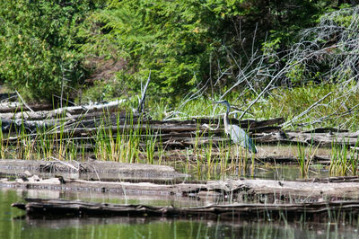 Scenic view of lake in forest