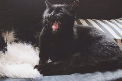 Close-up of cat yawning