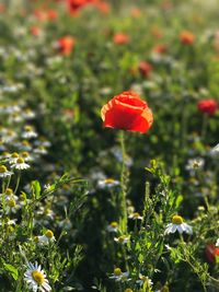 Close-up of poppy blooming outdoors