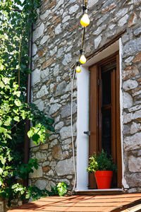 Potted plant on wall of building