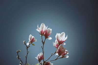 Close-up of pink flowering plant against clear sky