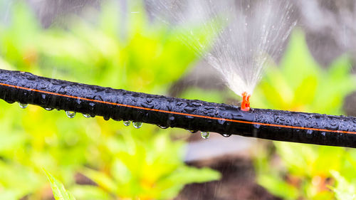 Close-up of wet plant