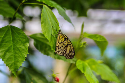 Close-up of butterfly pollinating on flower