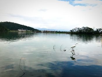 Swan swimming in lake against sky