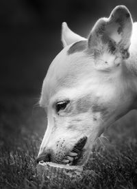 Close-up of a dog looking away