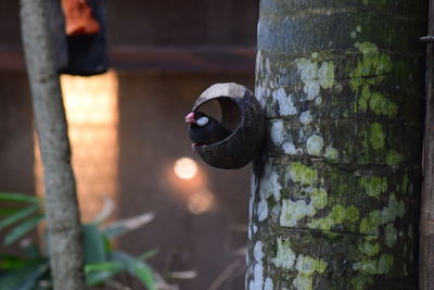 Close-up of bird perching on tree trunk