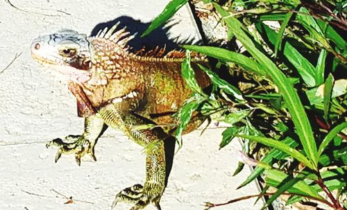 Close-up of lizard on plant