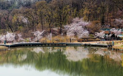 Scenic view of lake by trees during autumn