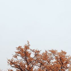 Low angle view of trees against clear sky