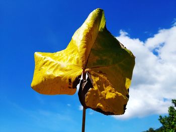 Close-up of yellow leaf against blue sky