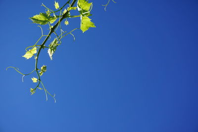 Low angle view of flower tree against clear blue sky