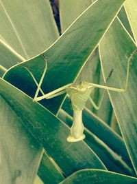 Close-up of grasshopper on leaf