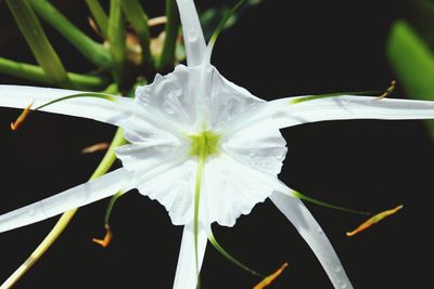 Macro shot of white flower growing in garden