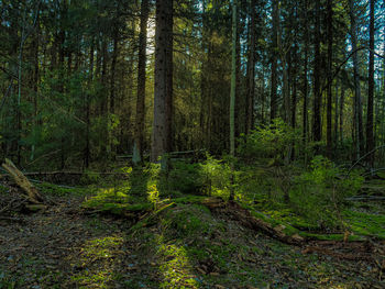 Scenic view of forest