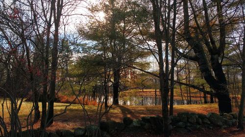 Trees on landscape