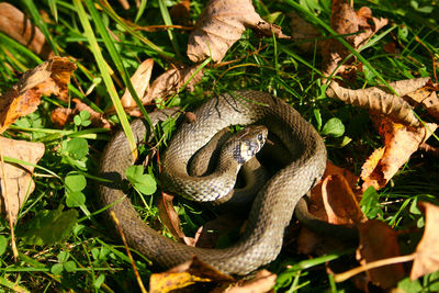 Natrix is a genus of colubrid snakes, grass snakes or water snakes, resting in the sun