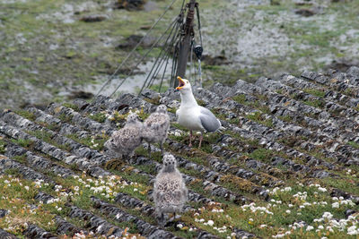 High angle view of birds perching on rock