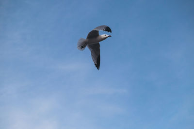 Low angle view of seagull flying