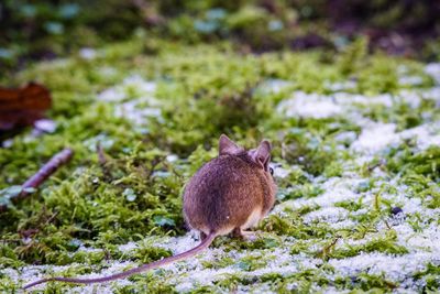 Close-up of squirrel