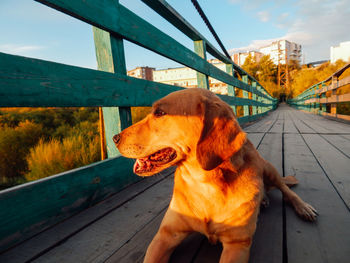 View of a dog looking away