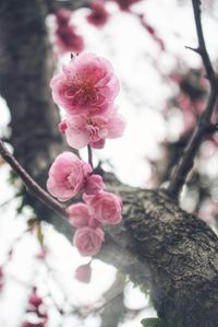 Close-up of pink cherry blossom