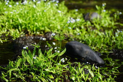 Close-up of fresh green plants in water