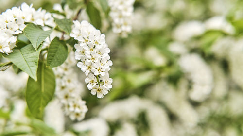 Close-up of white flowering plant