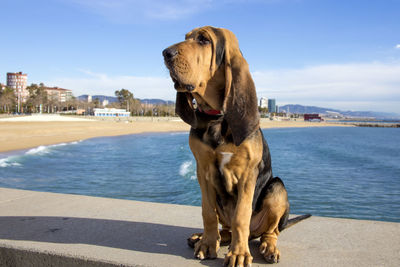 Close-up of dog by sea against sky