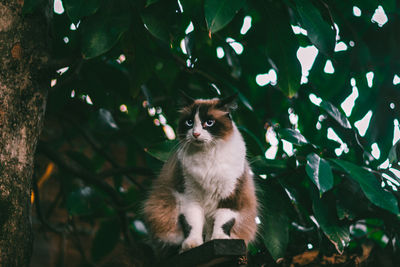 Portrait of cat sitting on tree