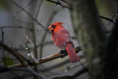 Close-up of bird perching on branch