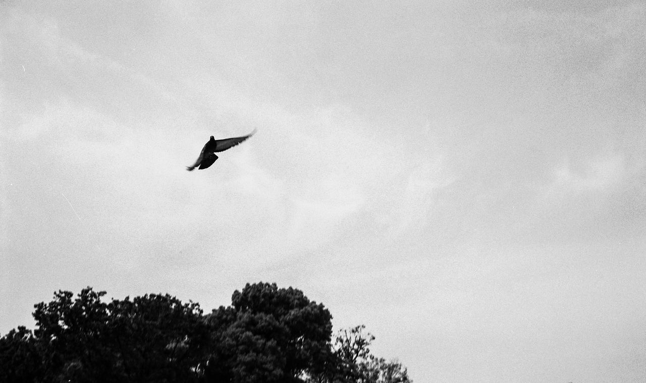 flying, low angle view, bird, mid-air, tree, animal themes, sky, animals in the wild, wildlife, silhouette, one animal, clear sky, copy space, nature, spread wings, outdoors, no people, day, beauty in nature, high section