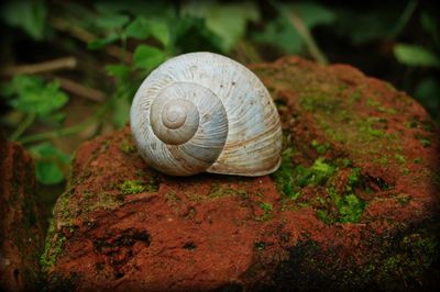 Close-up of snail