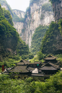 Scenic view of trees and plants growing on mountain