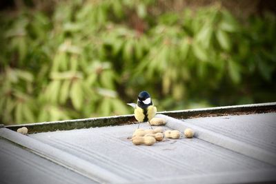 Close-up of bird perching on wood