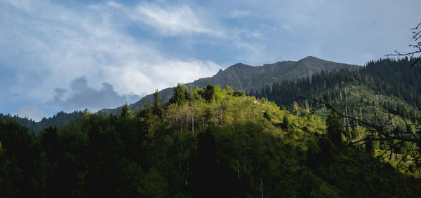 Panoramic view of trees in forest against sky