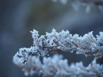 Close-up of white flowers on snow