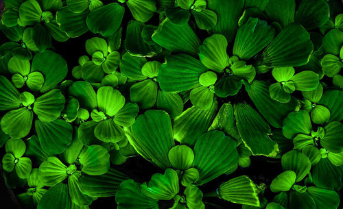 Full frame shot of green leaves of duckweed on water