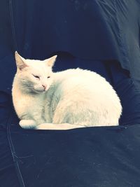 Portrait of cat sitting on floor