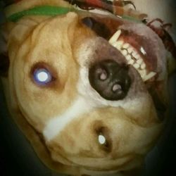 Close-up portrait of a cat