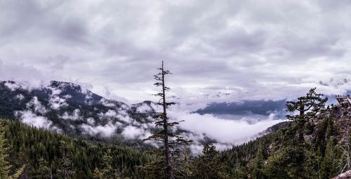 Low angle view of trees and mountains against sky