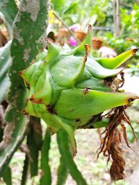 Close-up of succulent plant