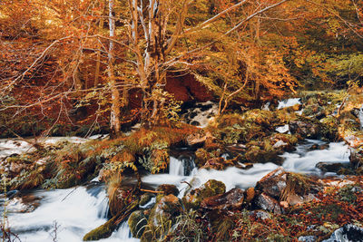 Scenic view of stream in forest during winter